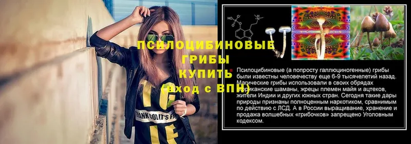 Псилоцибиновые грибы Psilocybine cubensis  Димитровград 